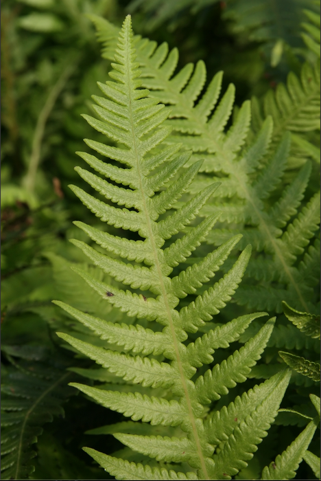 Japanese Beech Fern