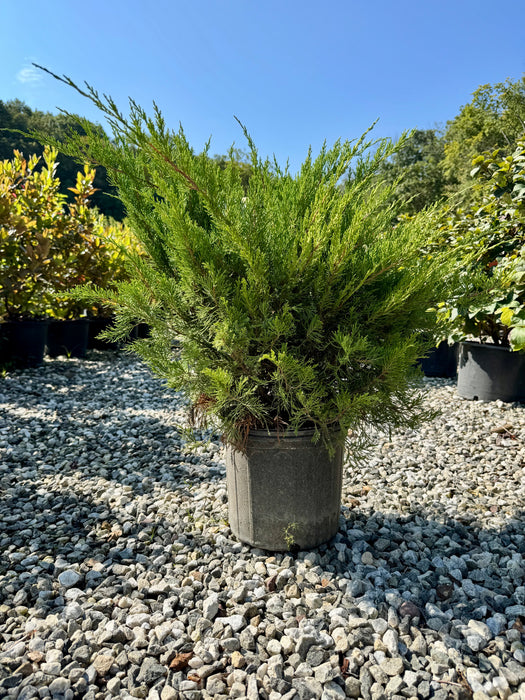 Sea Green Juniper