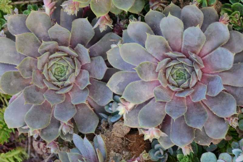 Pacific Blue Ice Hens and Chicks