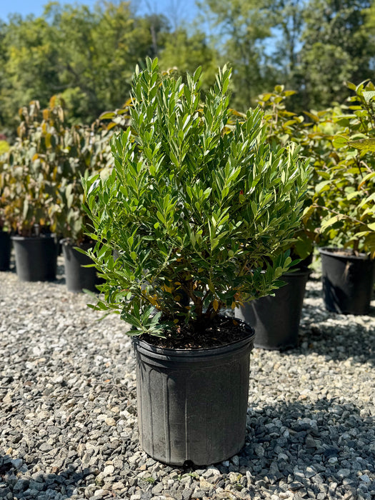 Shamrock Inkberry Holly