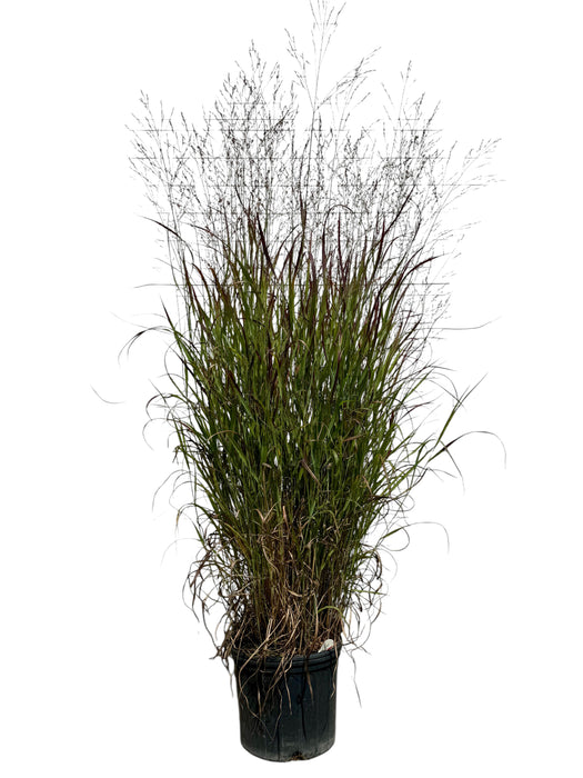 Shenandoah Switchgrass