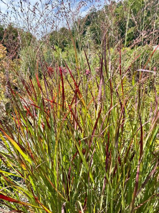 Shenandoah Switchgrass