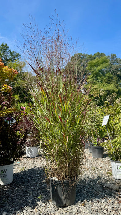 Shenandoah Switchgrass