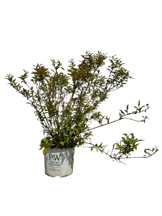 Show Off® Sugar Baby® Forsythia