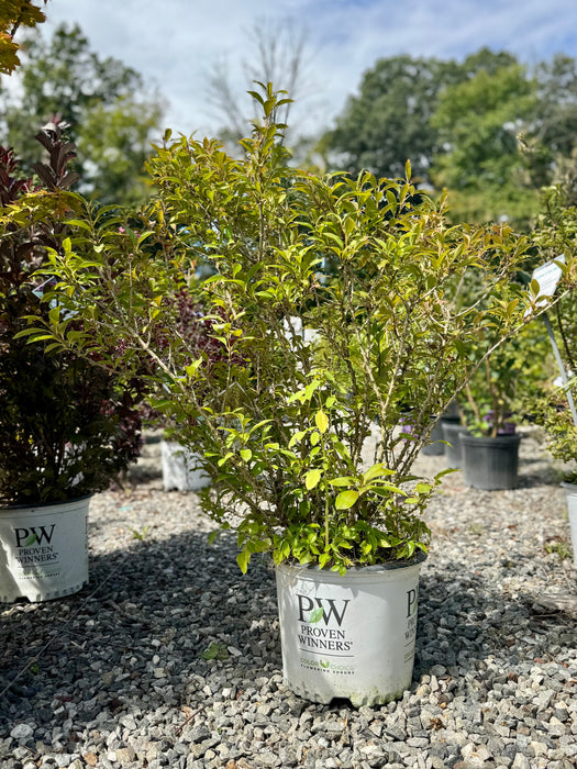 Show Off® Sugar Baby® Forsythia