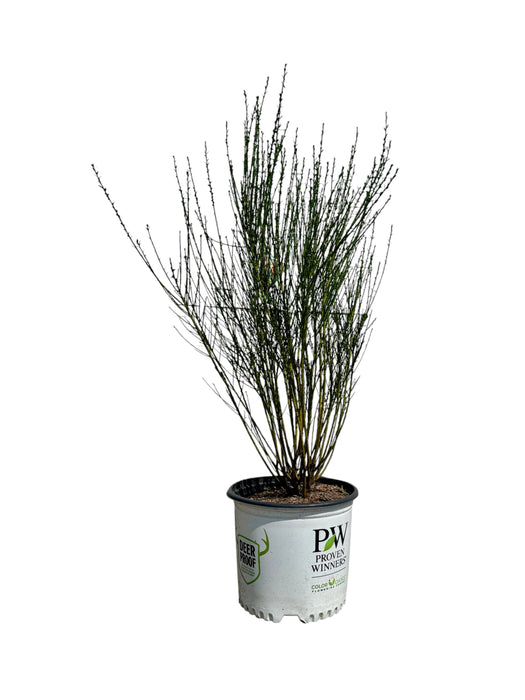 Sister Redhead Scotch Broom