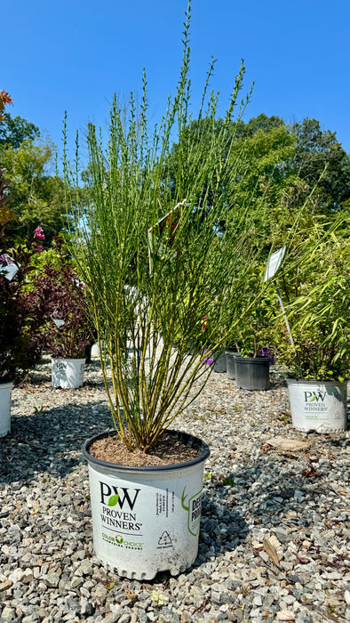 Sister Redhead Scotch Broom