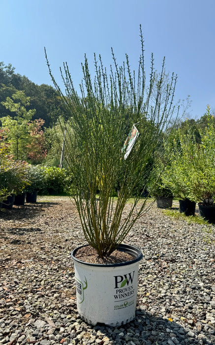 Sister Redhead Scotch Broom