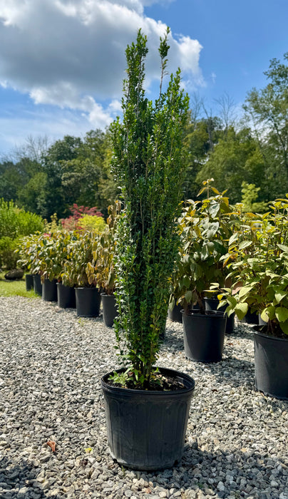 Sky Pencil Japanese Holly