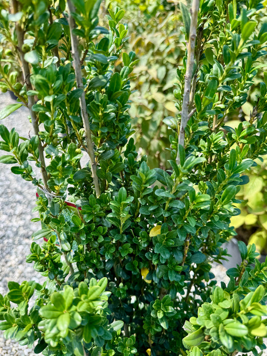 Sky Pencil Japanese Holly