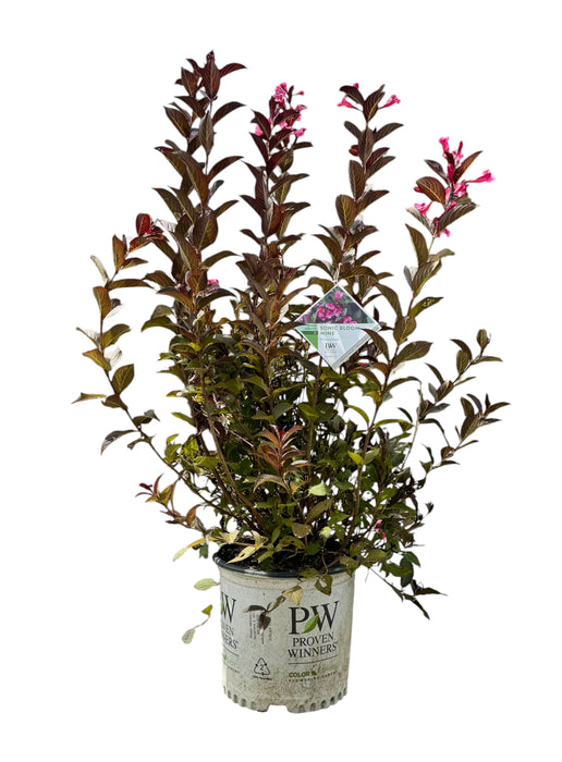 Sonic Bloom Wine Weigela