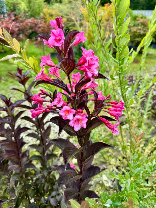 Sonic Bloom Wine Weigela