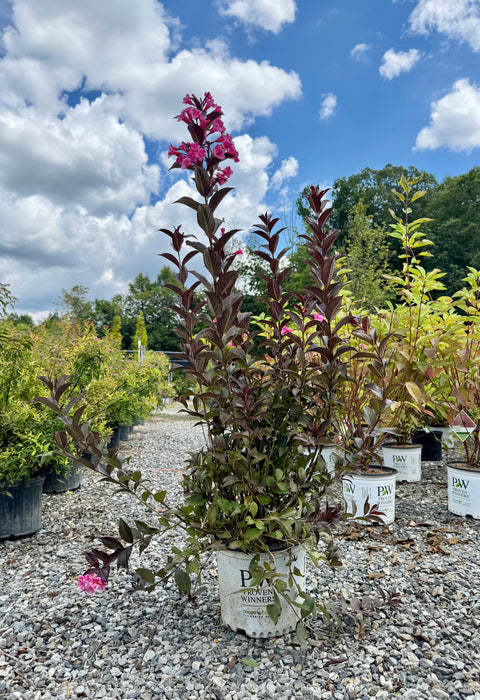 Sonic Bloom Wine Weigela