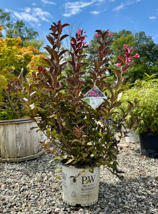 Sonic Bloom Wine Weigela