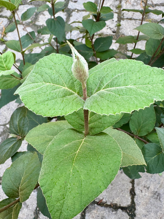 Spice Baby Korean Spice Viburnum