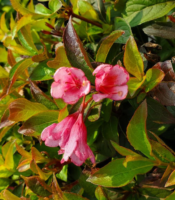 Strobe™ Weigela