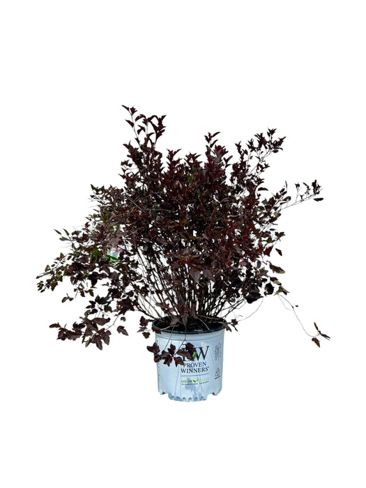 Summer Wine® Ninebark