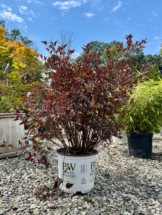 Summer Wine® Ninebark