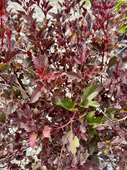 Summer Wine® Ninebark