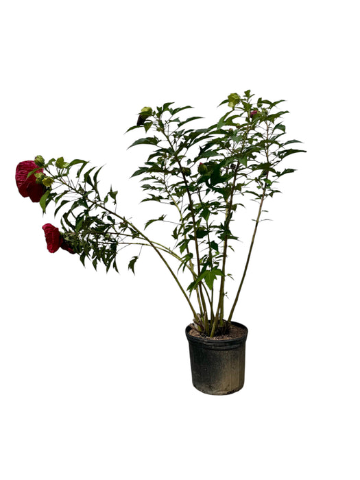 Summer In Paradise Rose Mallow (Hibiscus)