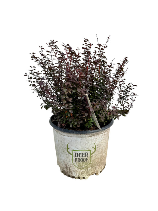Sunjoy Mini Maroon Barberry