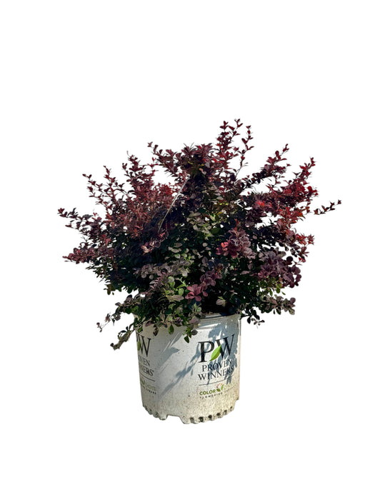 Sunjoy Todo Barberry