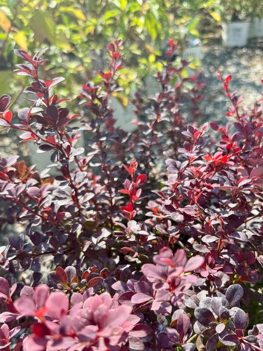 Sunjoy Todo Barberry