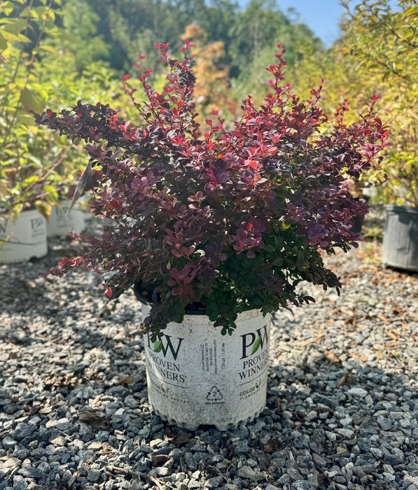 Sunjoy Todo Barberry