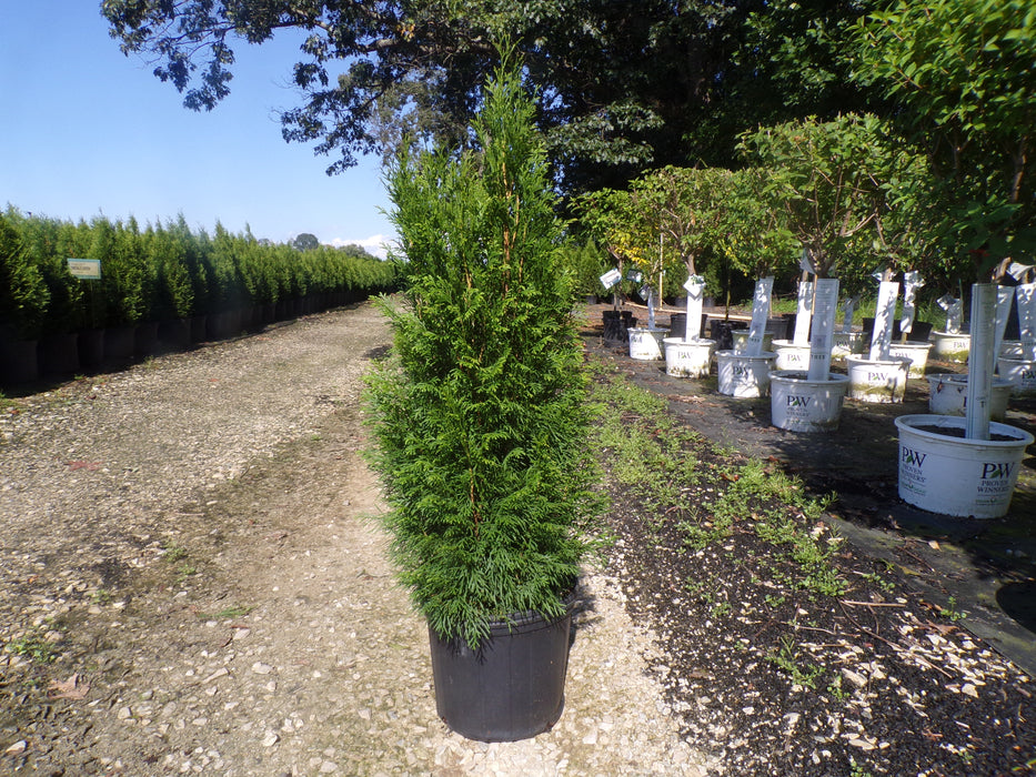 Emerald Green American Arborvitae