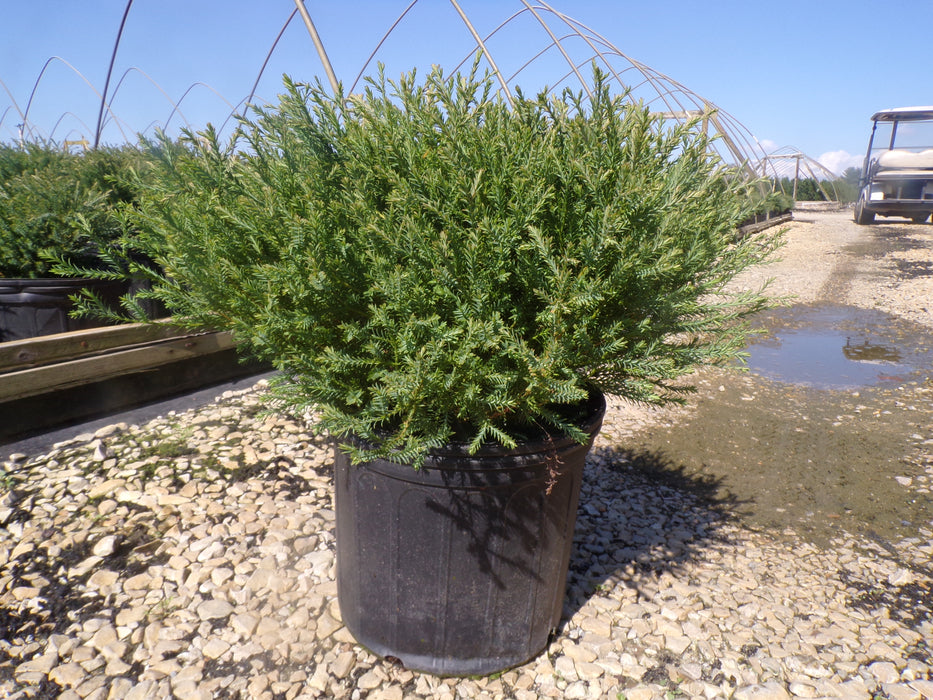 Linesville Arborvitae