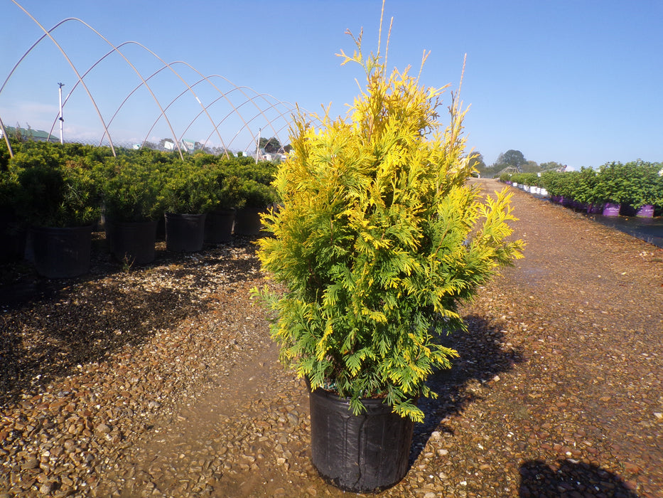 Yellow Ribbon Arborvitae