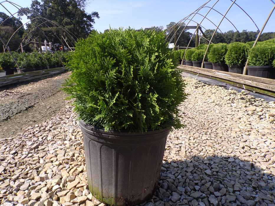 Danica Globe Arborvitae