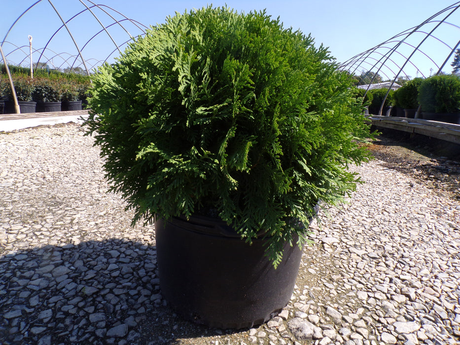 Danica Globe Arborvitae