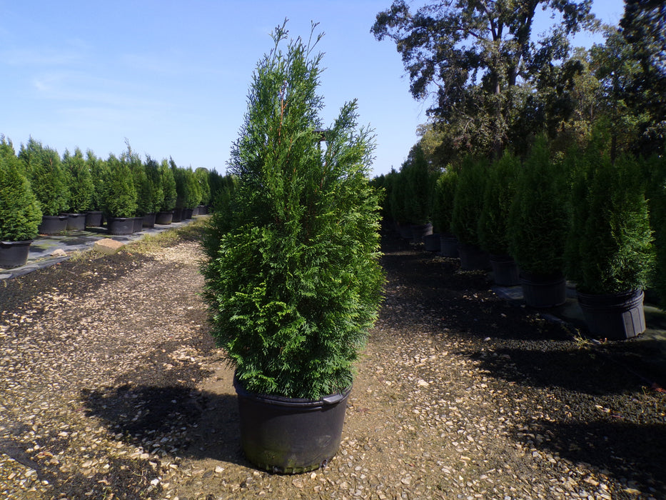 Emerald Green American Arborvitae