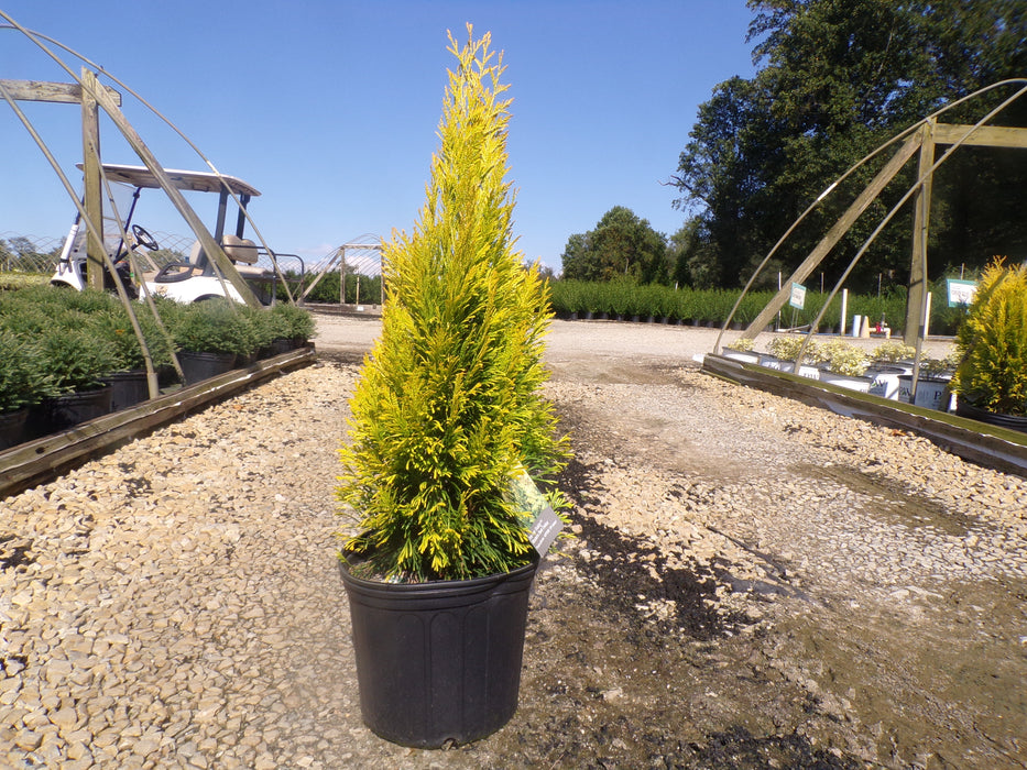 Forever Goldy™ Arborvitae