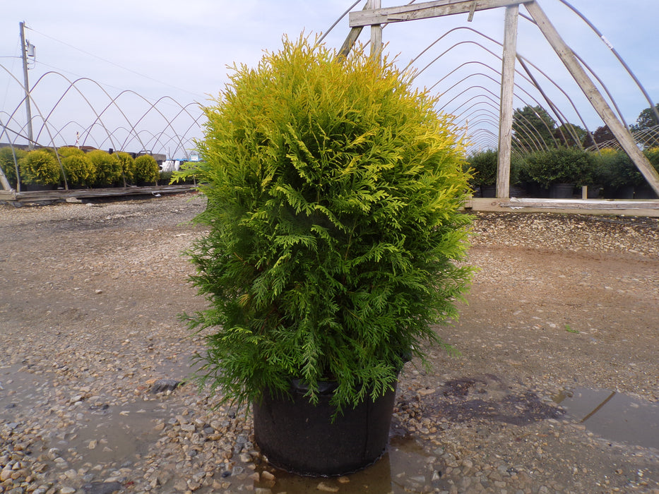 Golden Globe Arborvitae