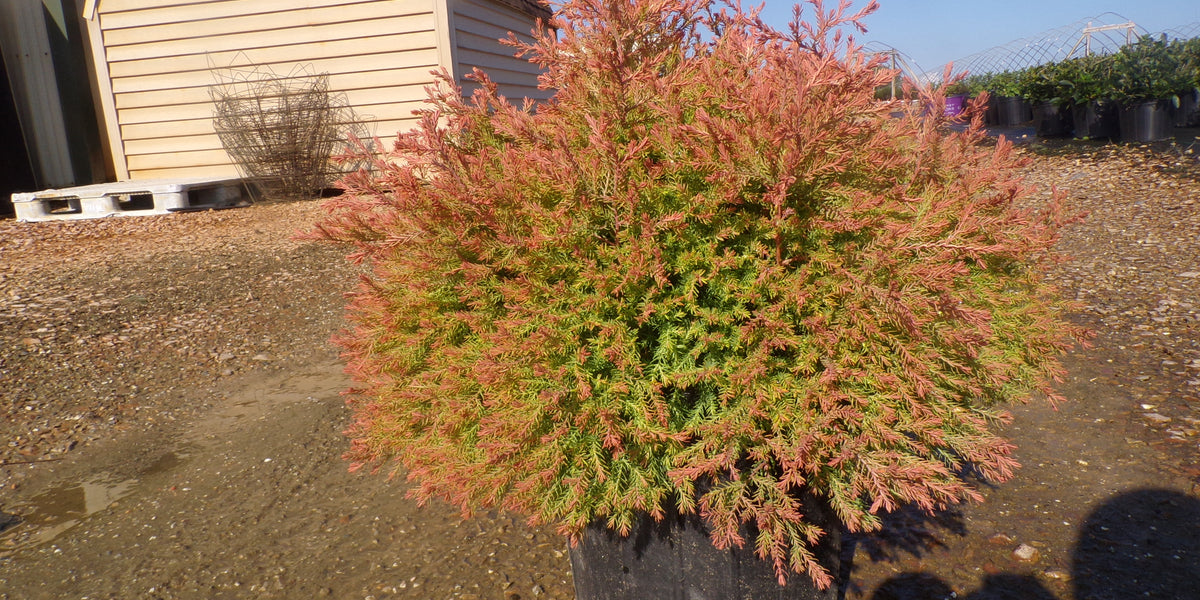 Rheingold Arborvitae For Sale Online! | Great Evergreen Shrub