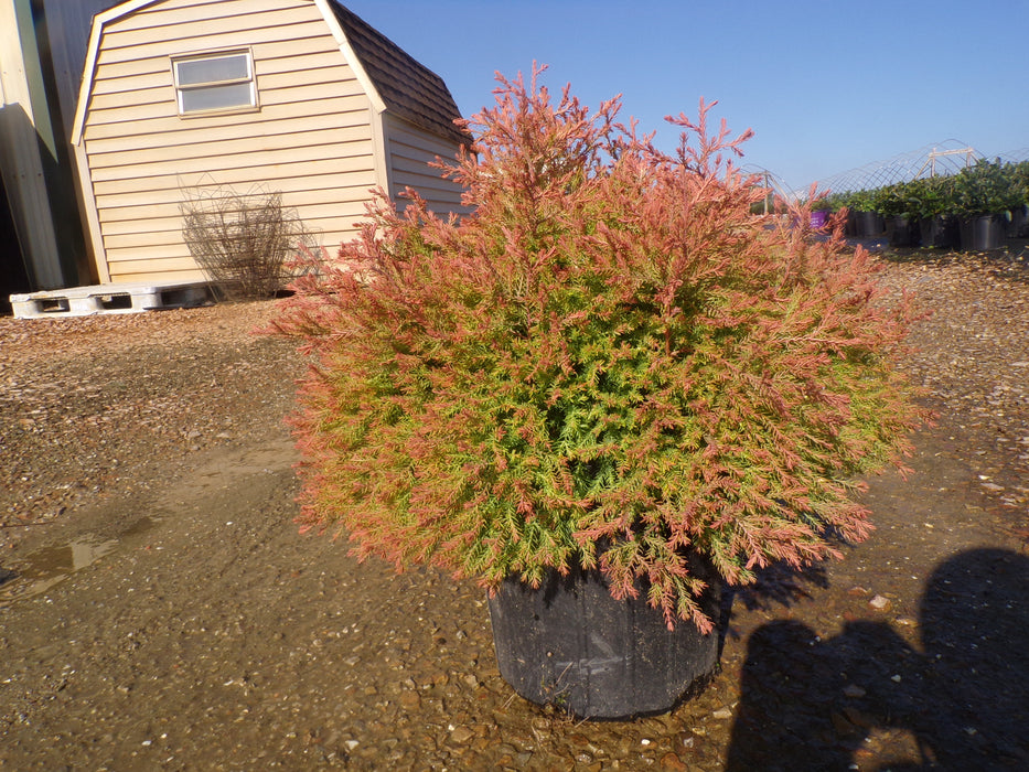 Rheingold Arborvitae