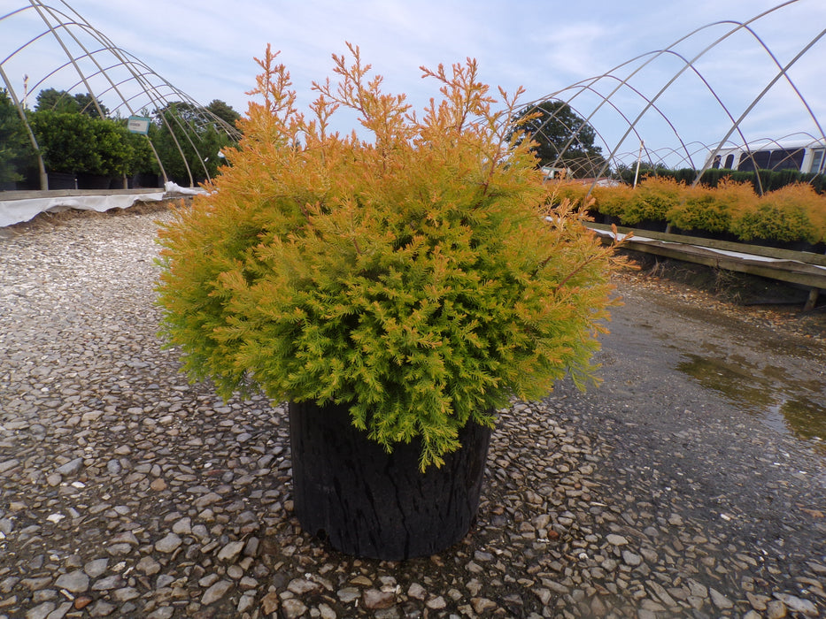Rheingold Arborvitae