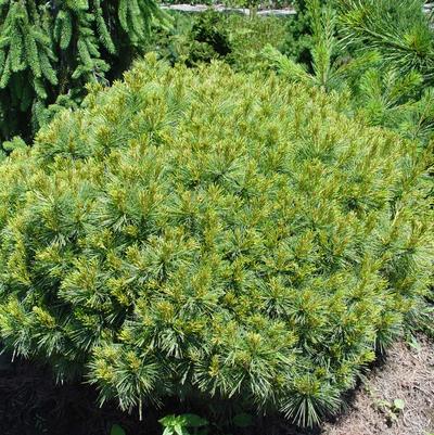 Soft Touch White Pine - (1-1.5ft)