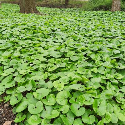 Canadian Wild Ginger - 1 Gallon