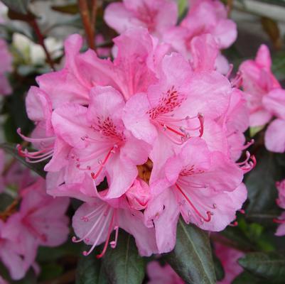 Aglo Rhododendron - (1-2ft)