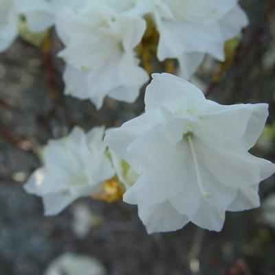 April Snow Rhododendron - 3 Gallon (1-1.5ft)