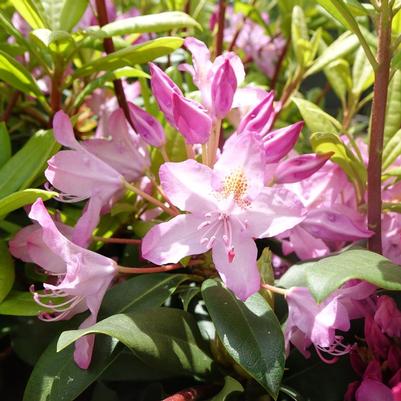 Independence Rosebay Rhododendron - (1-2ft)