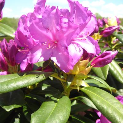 Purple Passion Rhododendron - (1-2ft)