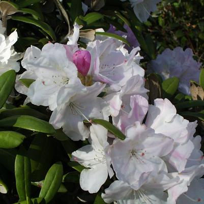 Cunningham's White Rhododendron