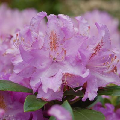 Minnetonka Rhododendron - (1.5-2ft)