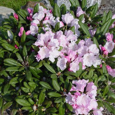 Crete Rhododendron - 3 Gallon (1-1.5ft)