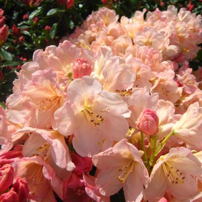 Percy Wiseman Rhododendron - (1-1.5ft)