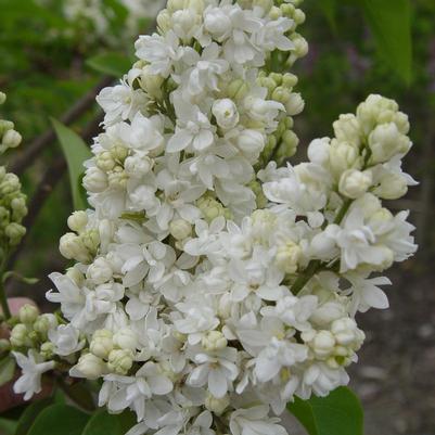 Beauty of Moscow Lilac - (2-3ft)